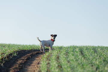 Obraz premium Jack Russell Terrier dog in green wheat field in a morning