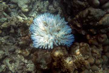View of coral bleaching
