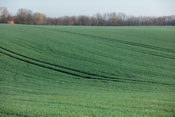 Fototapeta na wymiar Green wheat field in Lower Silesia, Poland