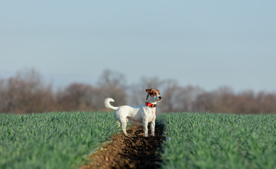 Obraz premium Jack Russell Terrier dog in green wheat field in a morning