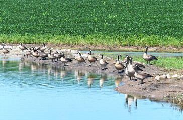 Canada Geese on Shore of Pond