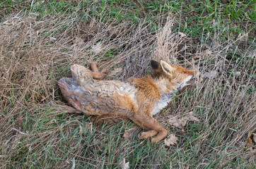 A young wild dead fox in a meadow