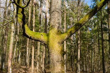 Interesting tree covered with moss in the spring forest