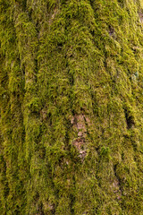 Moss on a tree in a spring forest. Close-up