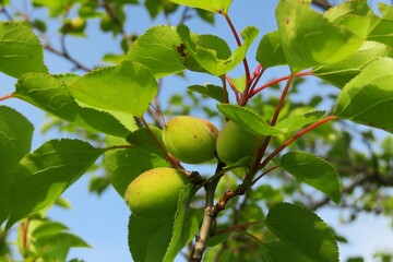 Apricots growing in the garden on blue sky background