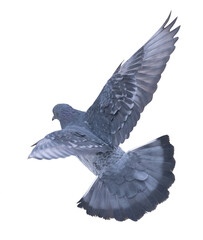 isolated on white light grey dove in flight