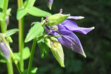 Blue aquilegia flower in the garden, closeup