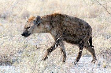 View of a black spotted hyena