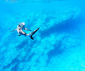 A view of shark in the sea