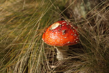 Close-up picture of a Amanita poisonous mushroom in nature