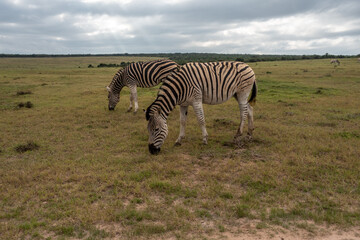 Fototapeta na wymiar Burchell's Zebra in the Addo Elephant National Park, Port Elizabeth Region, South Africa
