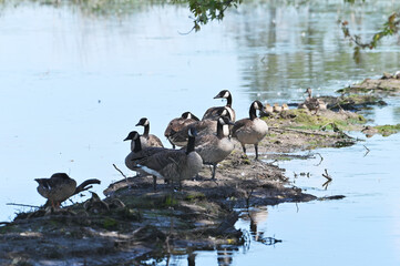 Canada Geese on Island
