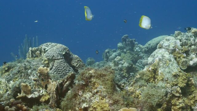 Couple of Spotfin Butterflyfish in coral reef of Caribbean Sea, Curacao
