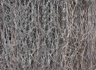 Dried stems of climbing plants