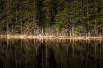 A beautiful reflections of a spring trees on the forest lake water surface. Spring scenery of woodlands in Northern Europe. Forest lake with trees.
