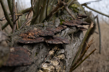 Ganoderma applanatum or artist's bracket a fungus with a cosmopolitan distribution on an old treetrunk