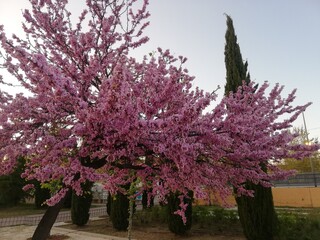 tree of cerezo