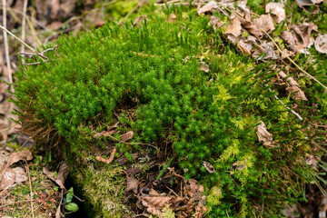 Moss on a tree in a spring forest. Close-up