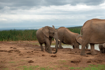 Fototapeta na wymiar Elephants at water source, Addo Elephant National Park, Port Elizabeth Region, South Africa
