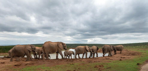 Fototapeta premium Elephants at water source, Addo Elephant National Park, Port Elizabeth Region, South Africa