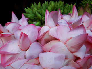 Close up of natural pink lotus flowers at the shop