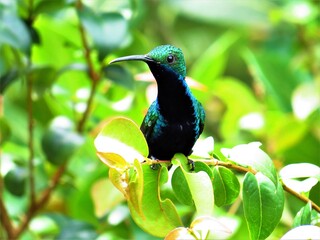 Anthracotorax nigricollis, black-throated / mango pechinegro female, colibrí, ave, pájaro, chupaflor, picaflor. © Marthinea