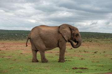 Fototapeta na wymiar Elephant at the Addo Elephant National Park, Port Elizabeth Region, South Africa