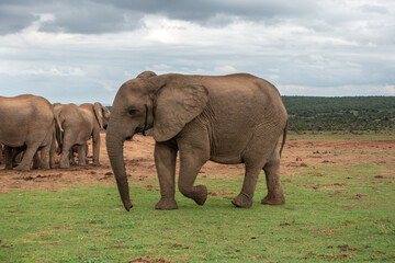Fototapeta na wymiar Elephants at the Addo Elephant National Park, Port Elizabeth Region, South Africa