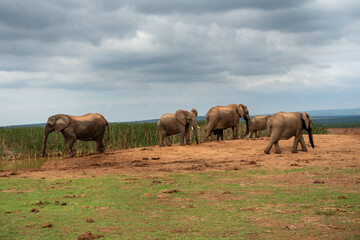 Fototapeta na wymiar Elephants at the Addo Elephant National Park, Port Elizabeth Region, South Africa
