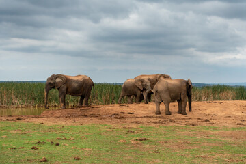 Elephants at the Addo Elephant National Park, Port Elizabeth Region, South Africa