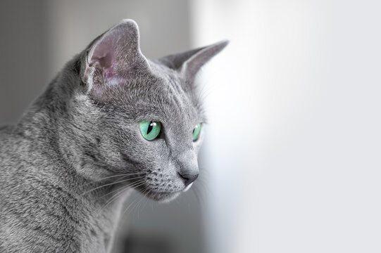 Kot Rosyjski Niebieski. Zielone oczy. Kot w oknie.