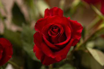rosa rossa segno d'amore