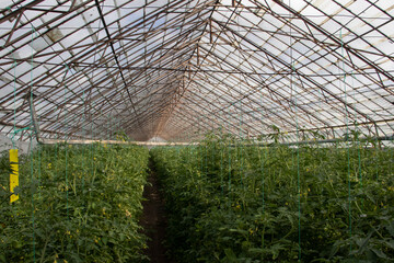 Fototapeta premium Glass Greenhouse and rope assited plants growthing