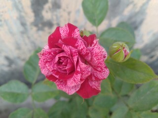 Red and Pink Rose Flower