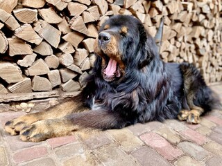 The Tibetan Mastiff has opened its mouth and looks intimidating. The Tibetan Mastiff lies in nature.The Tibetan Mastiff is the best friend and guardian. The Tibetan Mastiff is one of the largest dogs