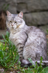Obraz premium A beautiful fluffy gray cat sits on spring lawn in the sunset light