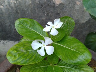 White Periwinkle Flower