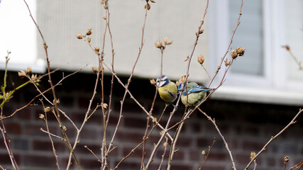 two small birds of yellow and blue colors of tits are sitting on a branch of a wild rose in the spring against the background of a brick house