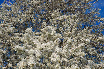 White blossoms of a blackthorn plant in the spring