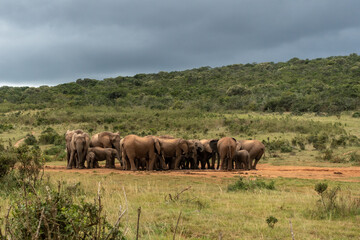 Elephants herd, Addo Elephant National Park, Port Elizabeth Region, South Africa