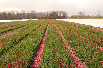 a field with topped red tulips and tulips under plastic in the countryside in zeeland, the netherlands in springtime