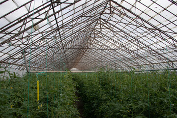 organic tomato glass greenhouse, green leaves with stove pipes