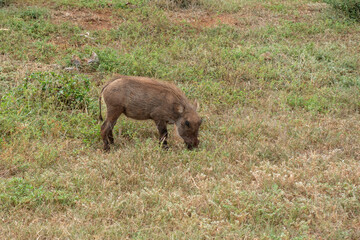 Warthog in the Addo Elephant National Park, Port Elizabeth Region, South Africa