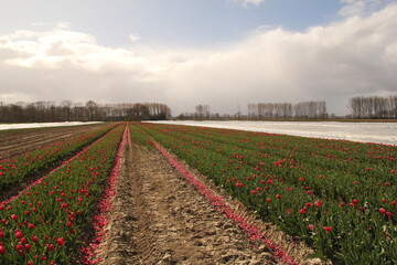 a red tulip field with cut flowers in the dutch countryside in springtime and some tulips under plastic in spring