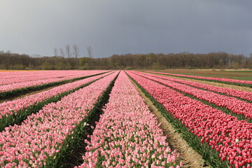 a bulb field with pink tulips in the dutch countryside in zeeland at a stormy day in spring with a grey sky - Powered by Adobe