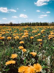 A field of yellow dandelions