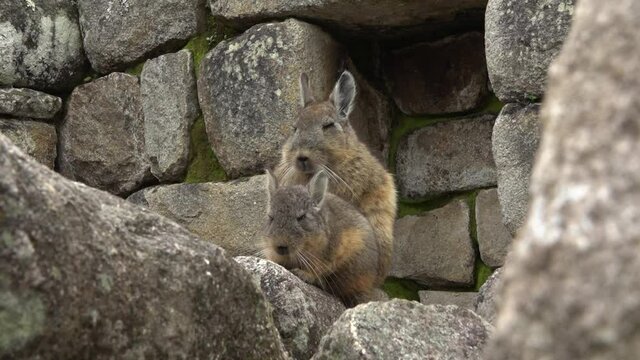 Viscacha couple in Machu Picchu. Male and female viscacha sit on a stone wall made by incas.