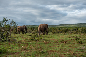 Fototapeta na wymiar Elephants walking in grass landscape, Addo Elephant National Park, Port Elizabeth Region, South Africa