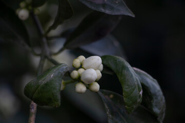 orange blossom and green leaves