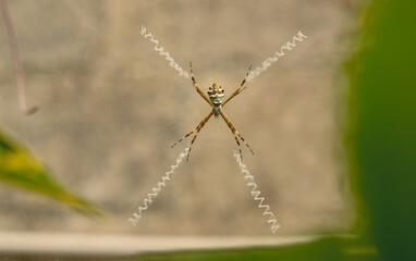Aranhas decoradoras, teias orbitais © Elciana